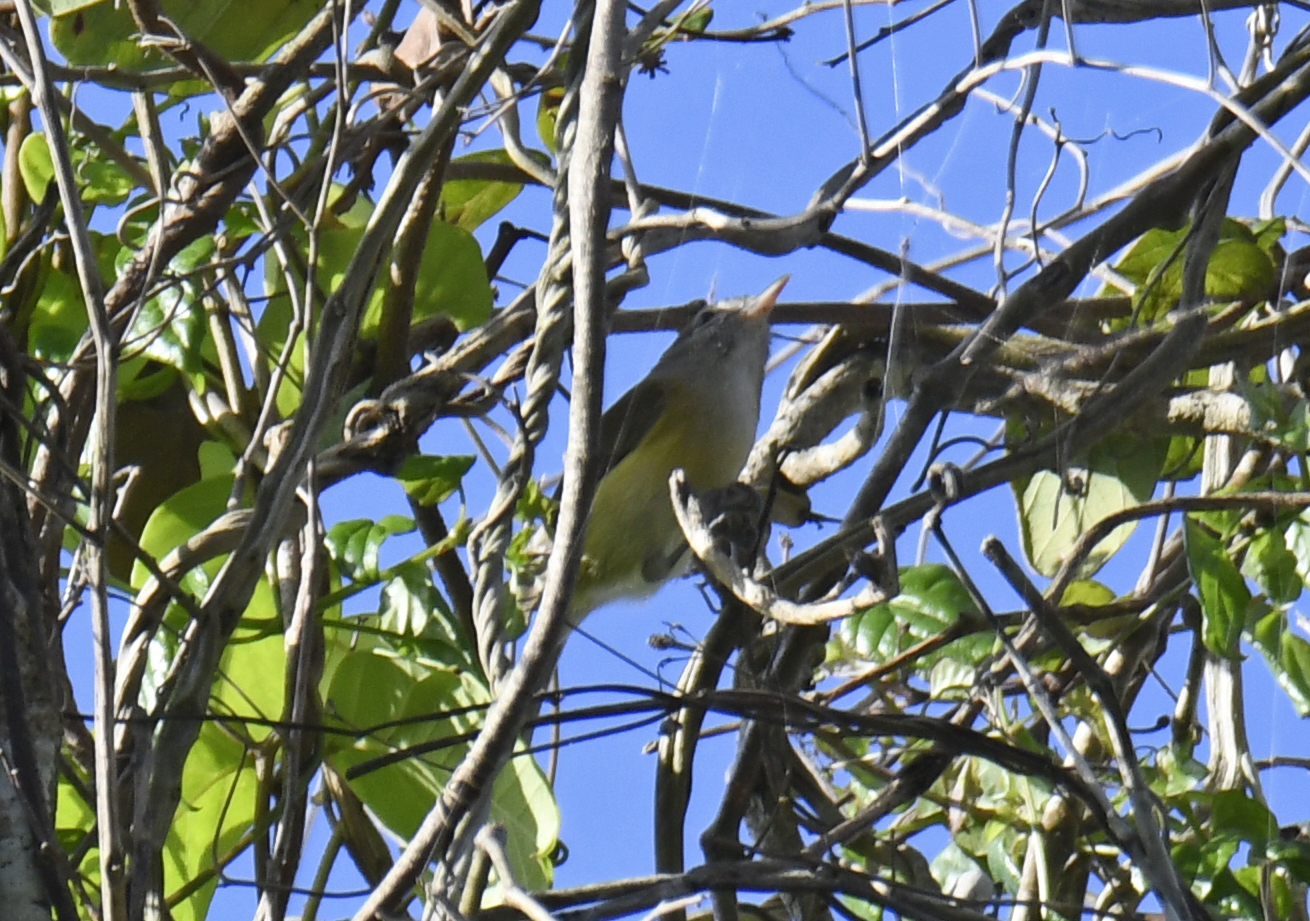 Puerto Rican Vireo (Vireo latimeri), photo 4