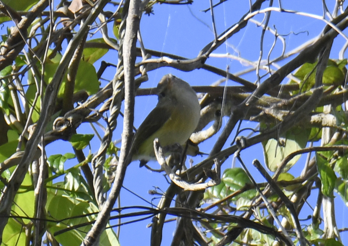 Puerto Rican Vireo (Vireo latimeri), photo 9