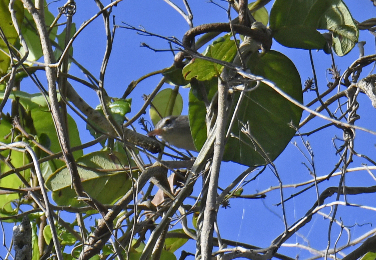 Puerto Rican Vireo (Vireo latimeri), photo 10