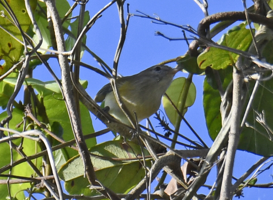 Puerto Rican Vireo (Vireo latimeri), photo 3