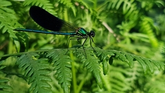 Calopteryx xanthostoma