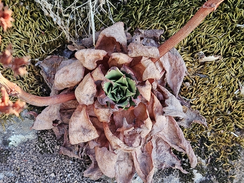Dudleya candelabrum