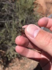 Neoplatypedia constricta