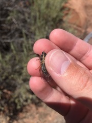 Neoplatypedia constricta