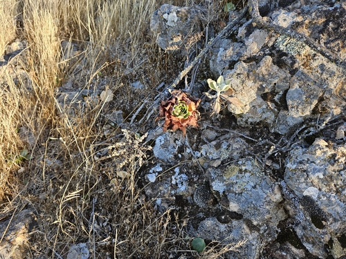 Dudleya candelabrum