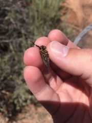 Neoplatypedia constricta