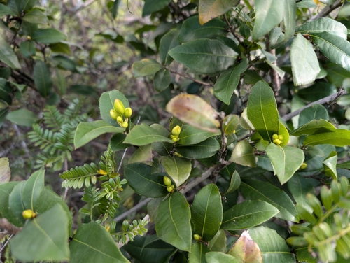 Image of Ochna thomasiana by (c) Damien Wallace, some rights reserved (CC BY)