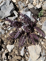 Pedicularis semibarbata charlestonensis