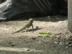 Sceloporus lundelli