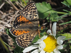 Melitaea interrupta