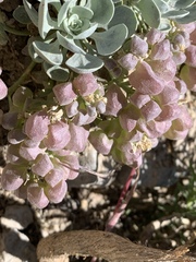 Physaria hitchcockii