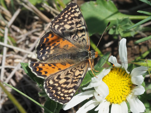 Caucasian Spotted Fritillary
