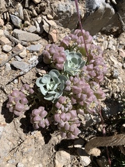 Physaria hitchcockii