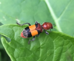 Enoclerus ichneumoneus