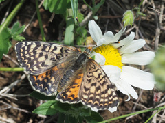 Melitaea interrupta