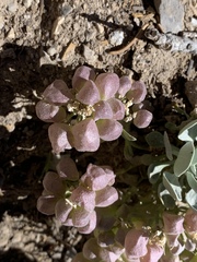 Physaria hitchcockii