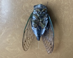 Neotibicen latifasciatus