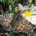 Caucasian Spotted Fritillary - Photo (c) Felix Riegel, some rights reserved (CC BY-NC), uploaded by Felix Riegel