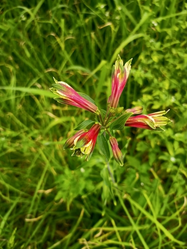 Image of Alstroemeria psittacina by no rights reserved