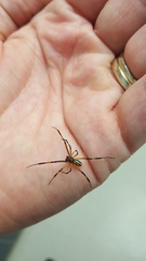 Latrodectus hesperus