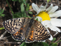 Melitaea interrupta