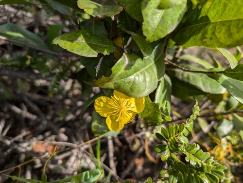 Image of Ochna thomasiana by (c) Damien Wallace, some rights reserved (CC BY)