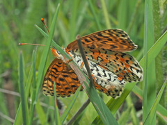 Melitaea interrupta