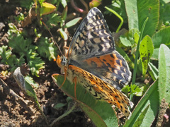 Melitaea interrupta
