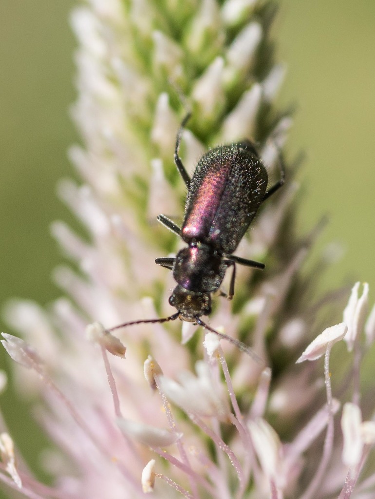 Clanoptilus barnevillei