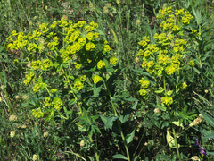 Euphorbia iberica