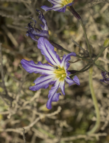 Leucocoryne vittata, photograph 4
