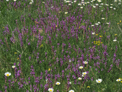 Polygala transcaucasica