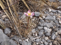 Zephyranthes brevipes