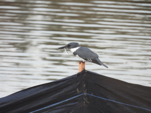 iNaturalist observation photo of Belted Kingfisher
