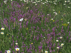 Polygala transcaucasica