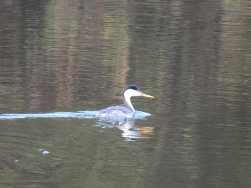 iNaturalist observation photo of Clark's Grebe