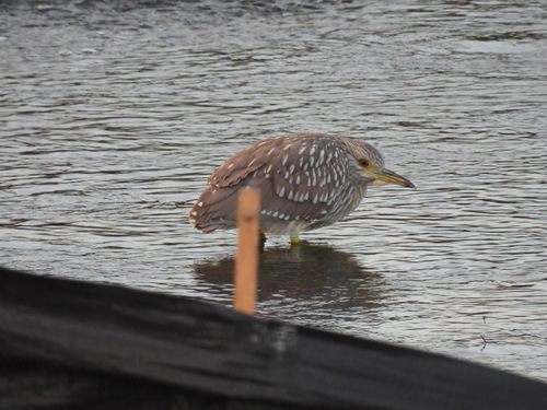 iNaturalist observation photo of Black-crowned Night Heron