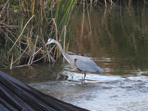 iNaturalist observation photo of Great Blue Heron