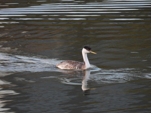 iNaturalist observation photo of Western Grebe