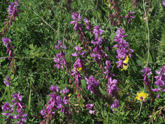 Polygala transcaucasica