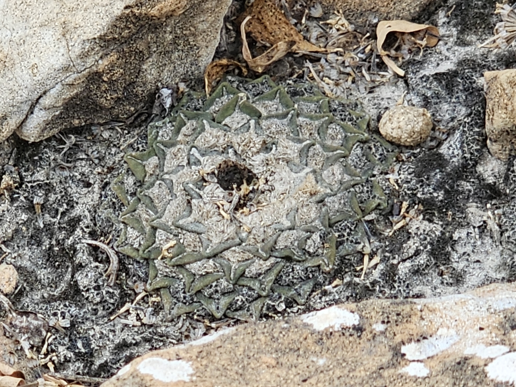 Star Rock (Ariocarpus kotschoubeyanus)