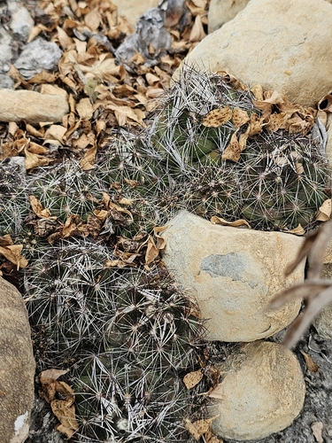 Coryphantha nickelsiae