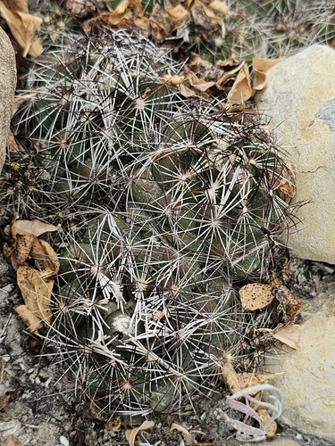 Image of Nickels' Cactus (Coryphantha nickelsiae) by (c) Liliana Ramírez-Freire, some rights reserved (CC BY)