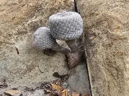 Epithelantha pulchra
