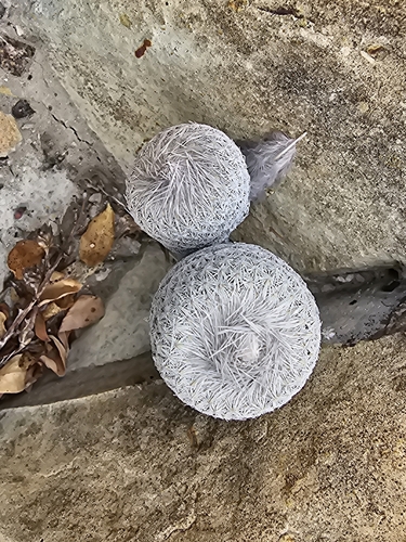 Epithelantha pulchra