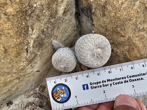 Epithelantha pulchra