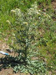 Cirsium echinus