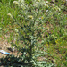 Cirsium echinus - Photo (c) Felix Riegel, algunos derechos reservados (CC BY-NC), uploaded by Felix Riegel