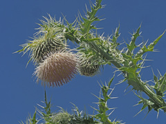 Cirsium echinus