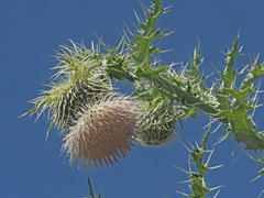 Cirsium echinus